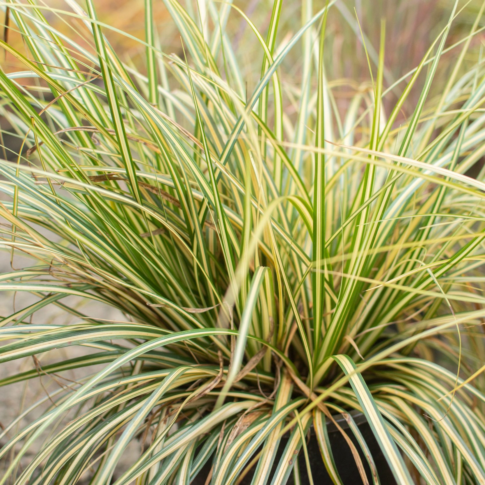 Ornamental Grasses In Shade Ornamental Grasses Plant Combinations