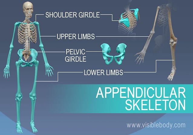 Overview Of Skeleton Learn Skeleton Anatomy