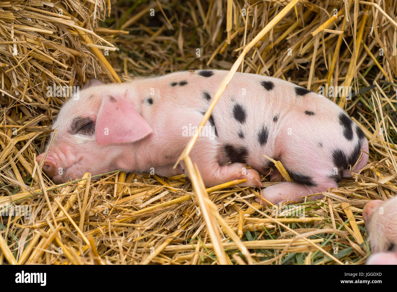 Oxford Sandy And Black Piglet Asleep Four Day Old Domestic Pigs