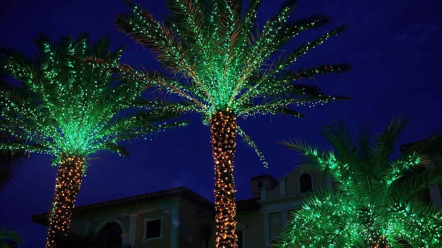 Palm Trees Decorated With Christmas Lights Stock Photo Image Of Shine