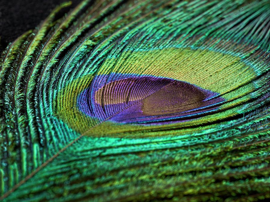 Peacock Feather By Science Photo Library