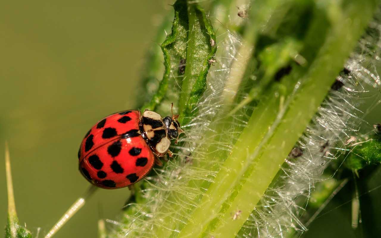 Pests Invading Irish Homes Leaving Amp 39 Up To 40 Droppings A Night Amp 39 As Christmas Warning Issued