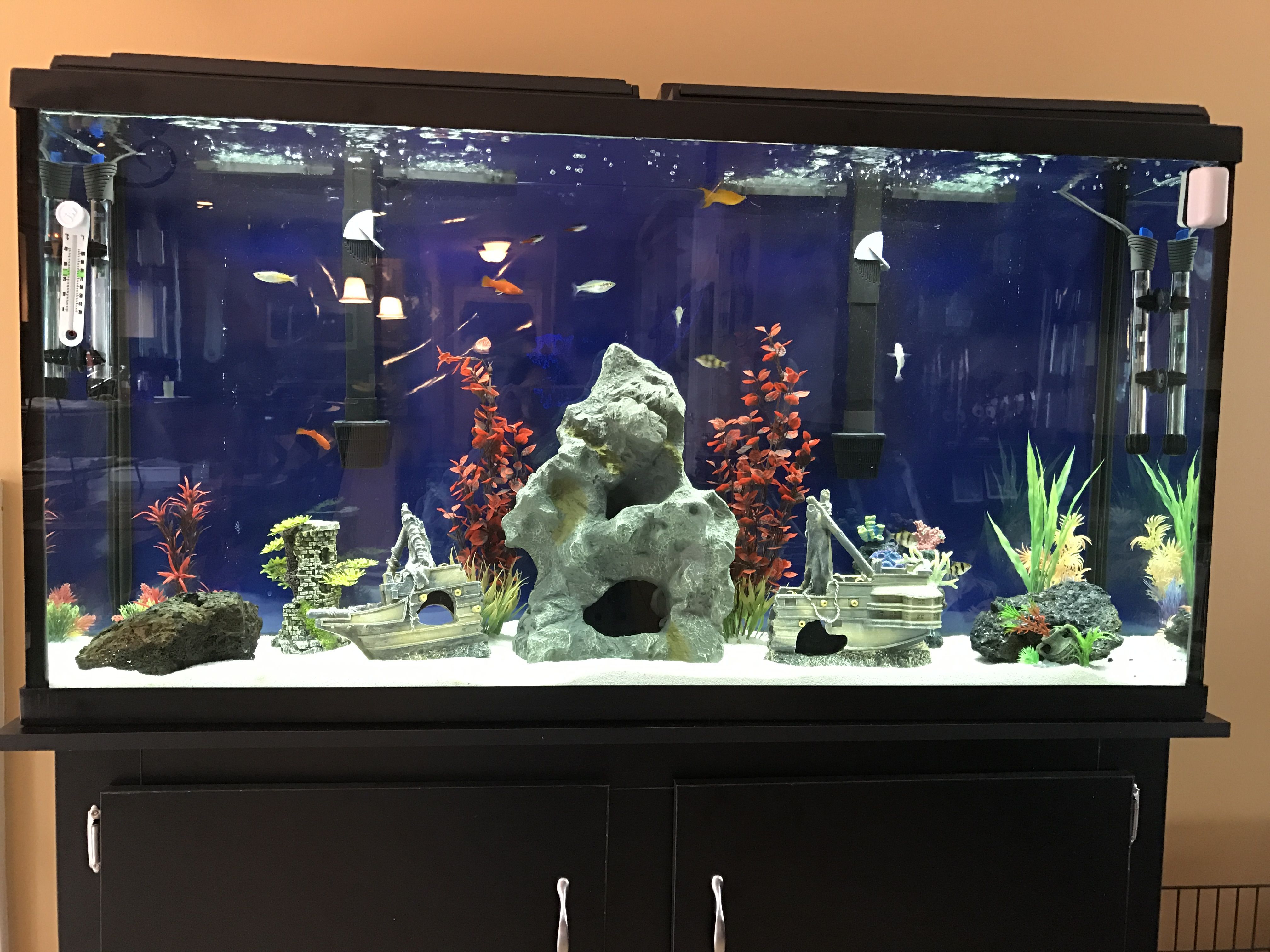 Pin On Aquarium Ideas