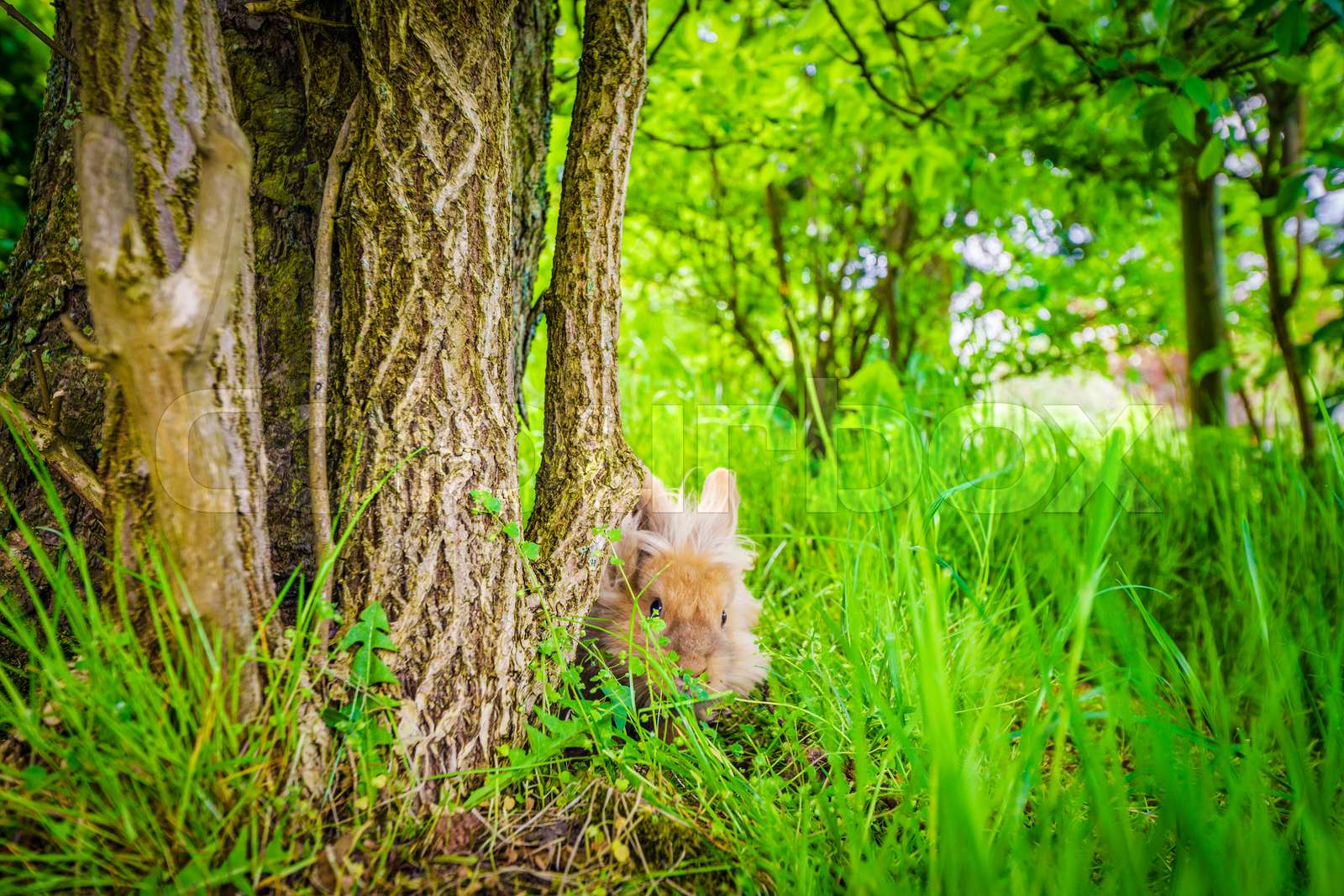 Pony On Green Grass Stock Image Everypixel