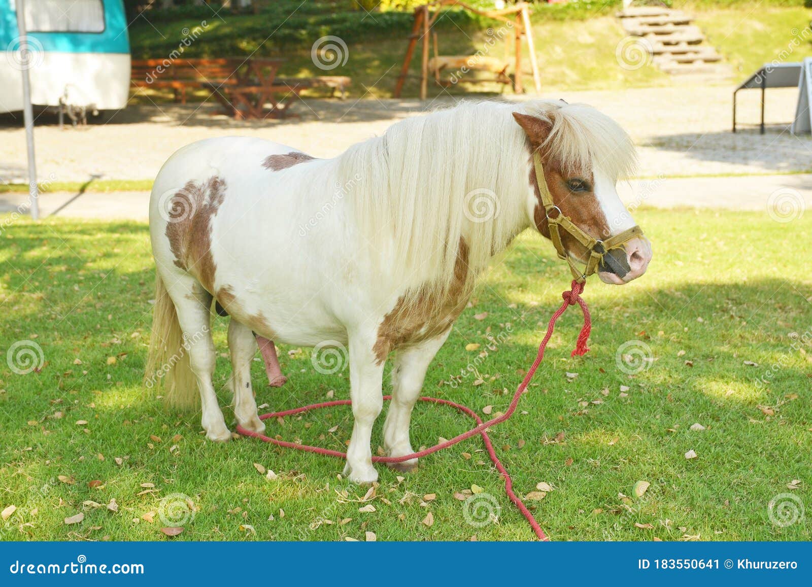 Pony On Green Grass Stock Image Image Of Nature Horse 183550641