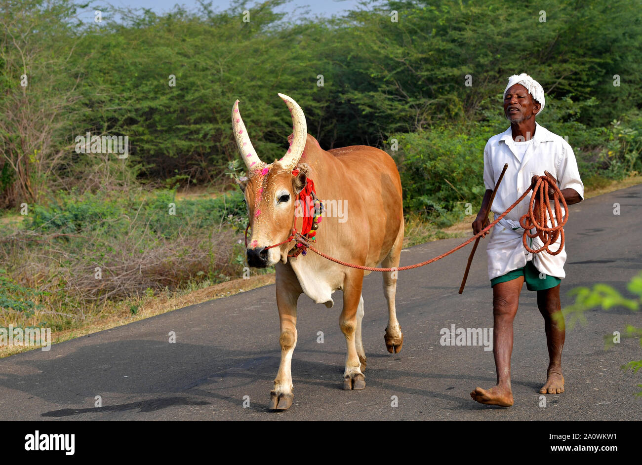 Portrait Of A Jallikattu Bull Majestic Hump Sharp Horns That Are The