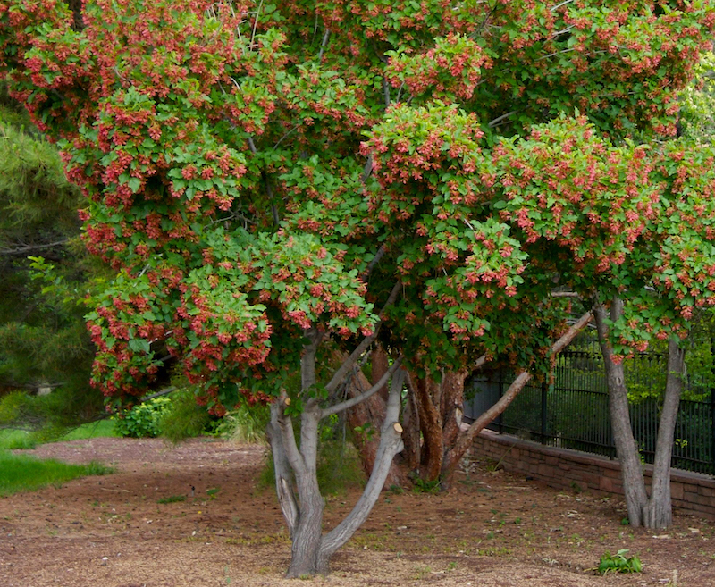 Pruning Maple Trees Australia Alix Hong