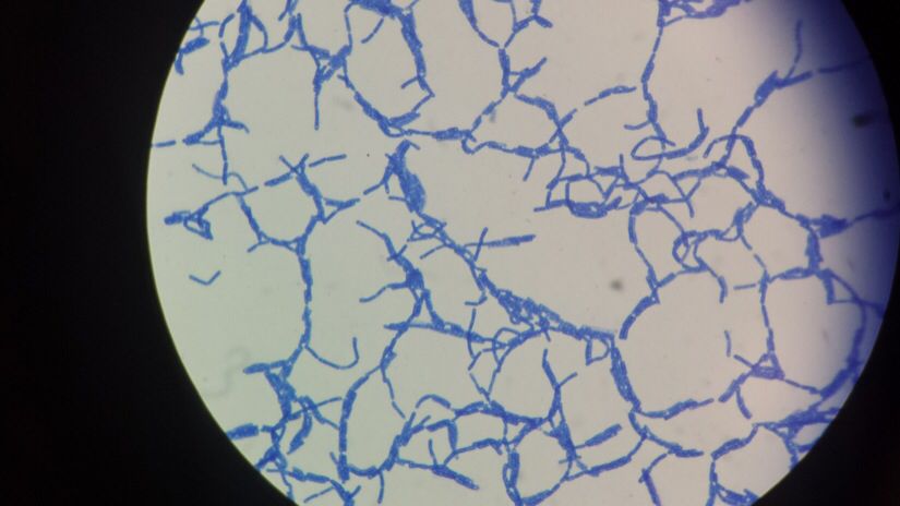 Simple Stain Methylene Blue