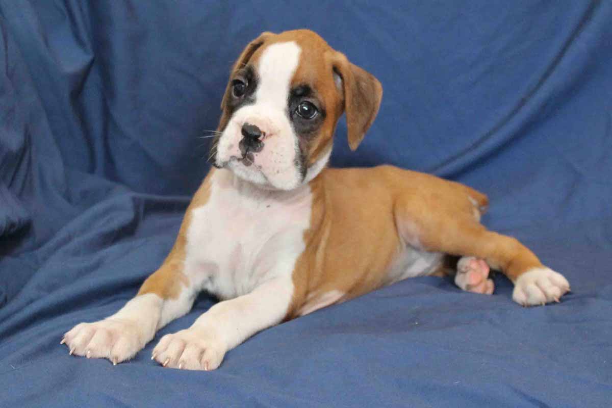 Snowball Boxer Puppy For Sale In Pennsylvania