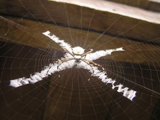 Spiders Are Decorating Their Own Webs Wiresmash