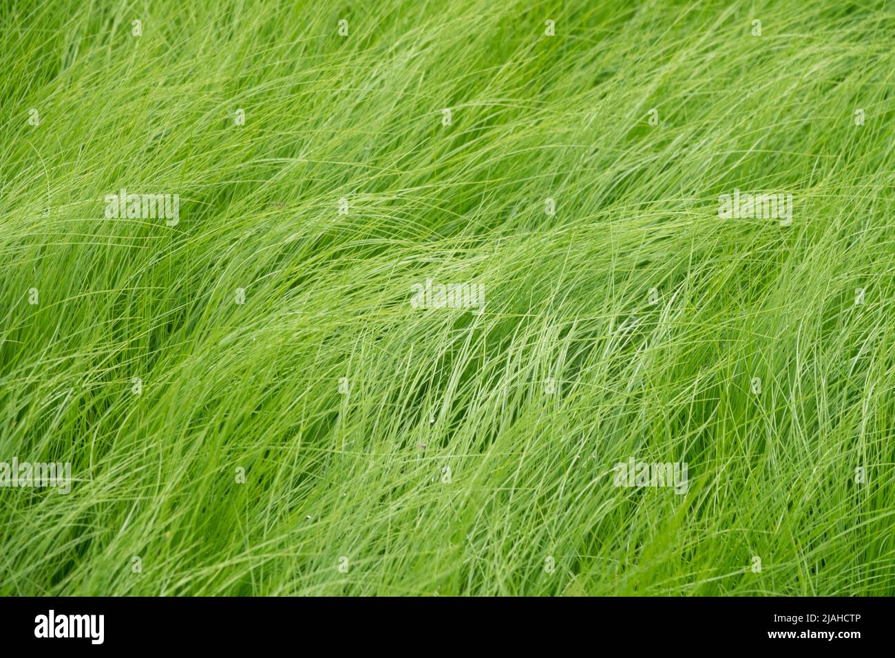 Stipa Tenuissima Pony Tails Google Search Grasses Landscaping