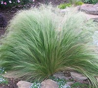 Stipa Tenuissima Pony Tails Ornamental Grass Perennial Garden Plant