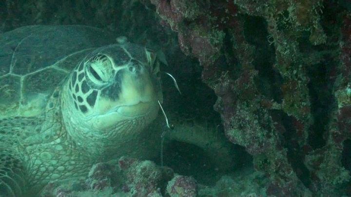 The 9 Best Spots To Find Sea Turtles In Hawai I All Islands