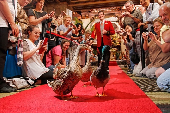 The Peabody Ducks Christmas Ornament Memphis Hotel Red Blown Glass Ball In Box Peabodyhotel