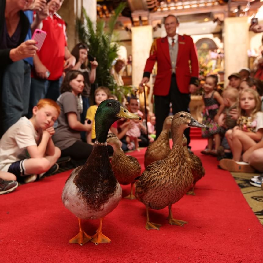 The Peabody Ducks Peabody Hotels Resorts