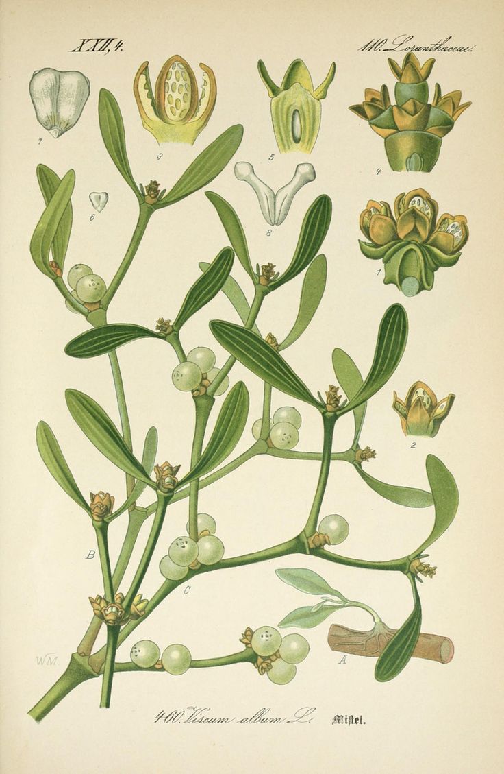 The Presurfer Mistletoe Is A Parasitic Explosive Plant That Maybe You