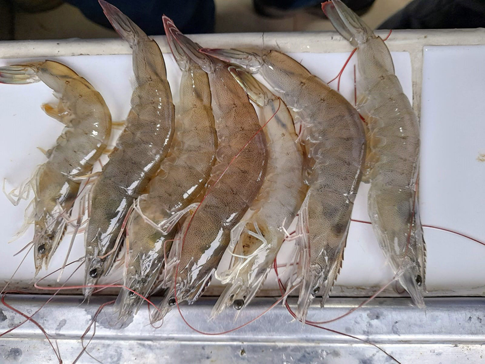 The Right Thing To Do How Aquaculture Is Innovating To Reduce Fish Stress And Improve Animal