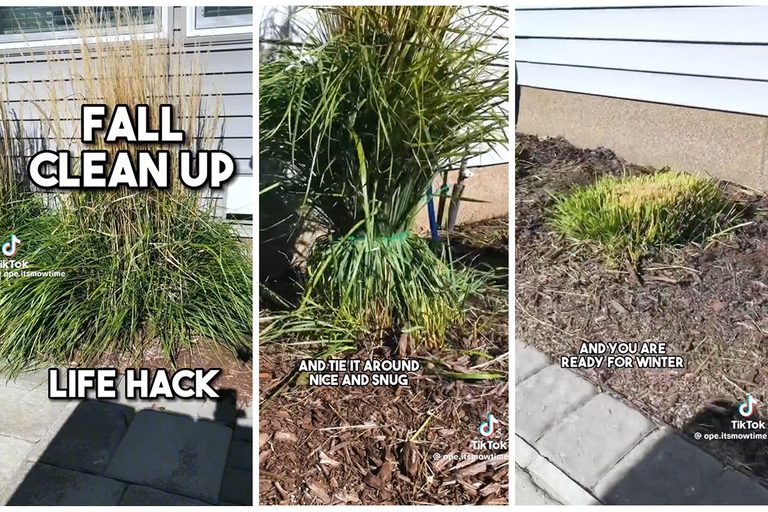 This Zip Tie Hack Will Make Trimming Ornamental Grasses A Breeze