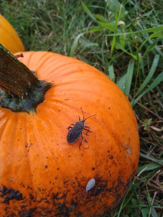 Tips For Harvesting And Caring For Beautiful Pumpkins The Drummer And