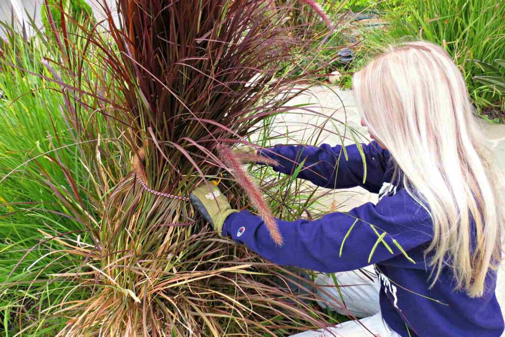 Trimming Ornamental Grasses Okanagan Xeriscape Association