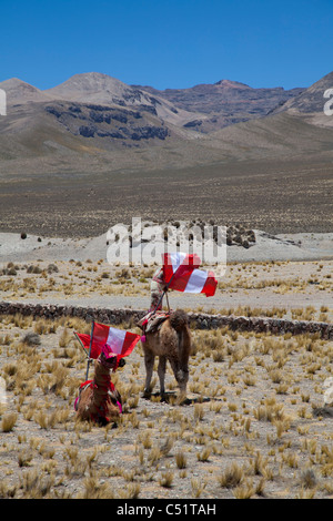 Two Llamas Decorated With The National Flag Of Peru Reserva Nacional