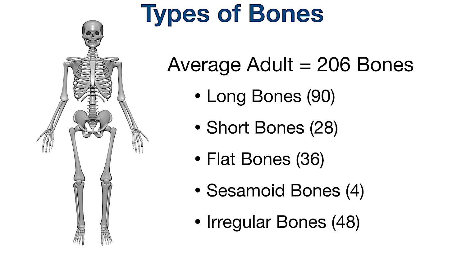 Types Of Bones Learn Skeleton Anatomy