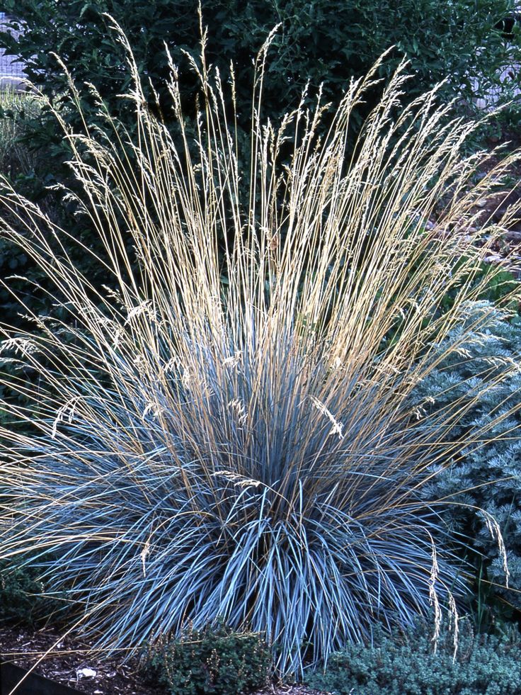 Types Of Ornamental Grasses Ornamental Grasses Perennial Grasses Grasses Landscaping