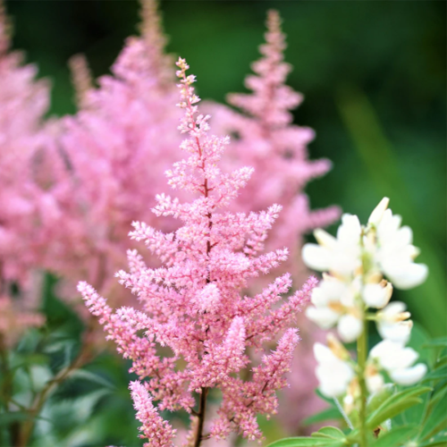 Vintage Boho Wedding Pink Astilbe Astilbes Centerpieces Flower Flowers Centrepieces Incorporate