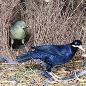 Vogelkop Bowerbird Dusky S Wonders