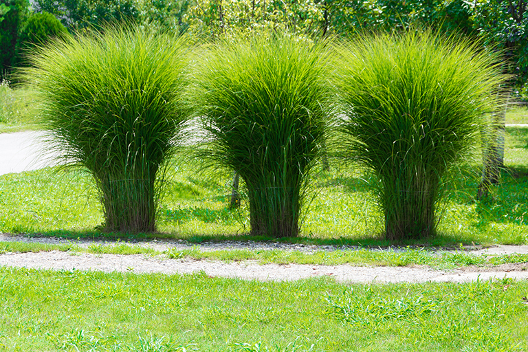 7 Tips for Planting Decorative Grasses in Your Garden