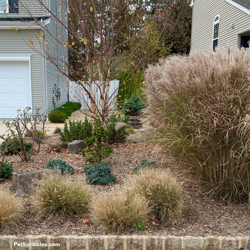 5 Essential Tips for Trimming Ornamental Grasses