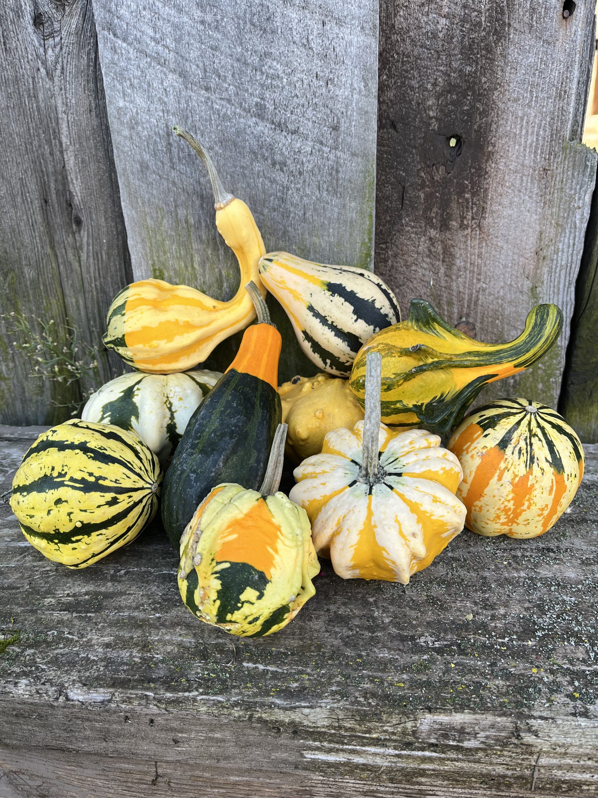 When to Pick Decorative Gourds for Fall Decor