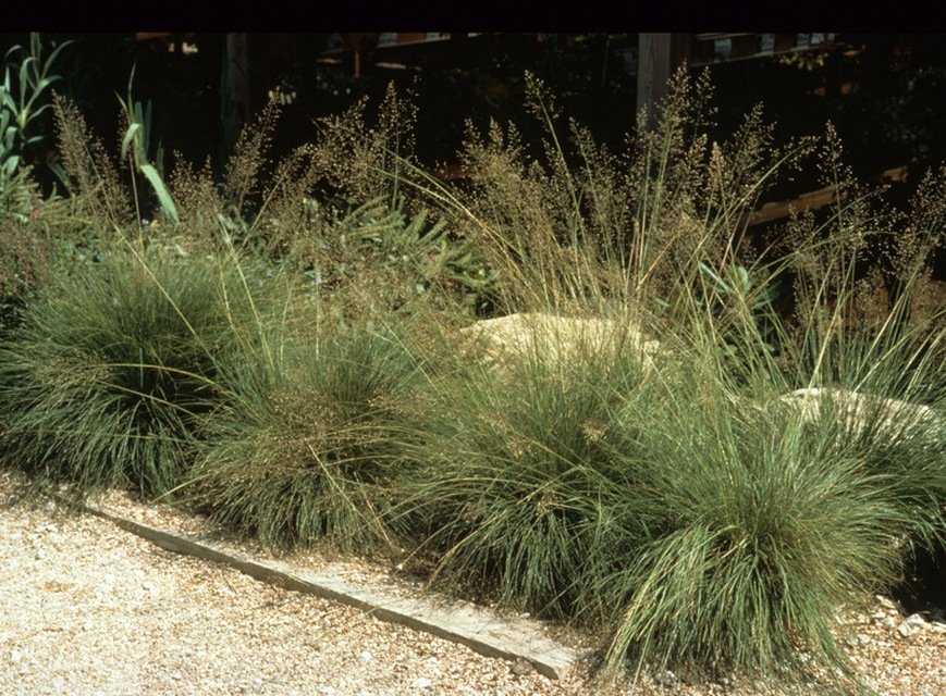 When to Split Decorative Grasses: Simple Tips