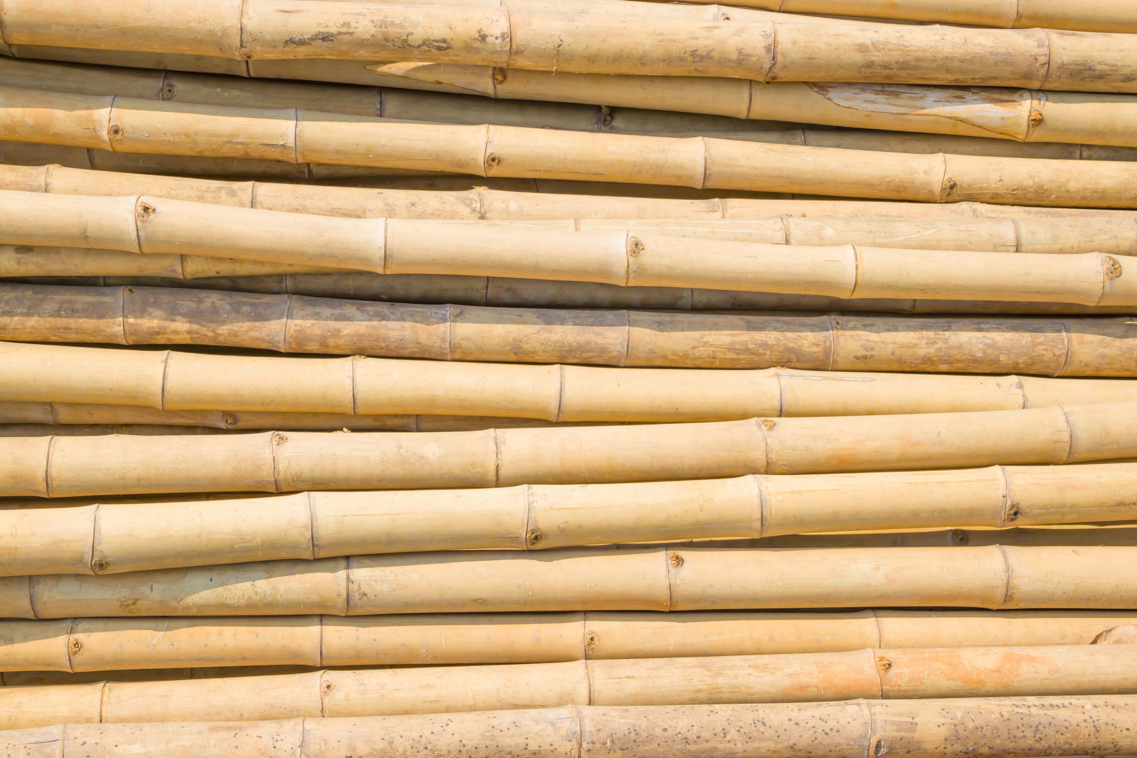 Natural Bamboo Poles for Sale: Where to Buy