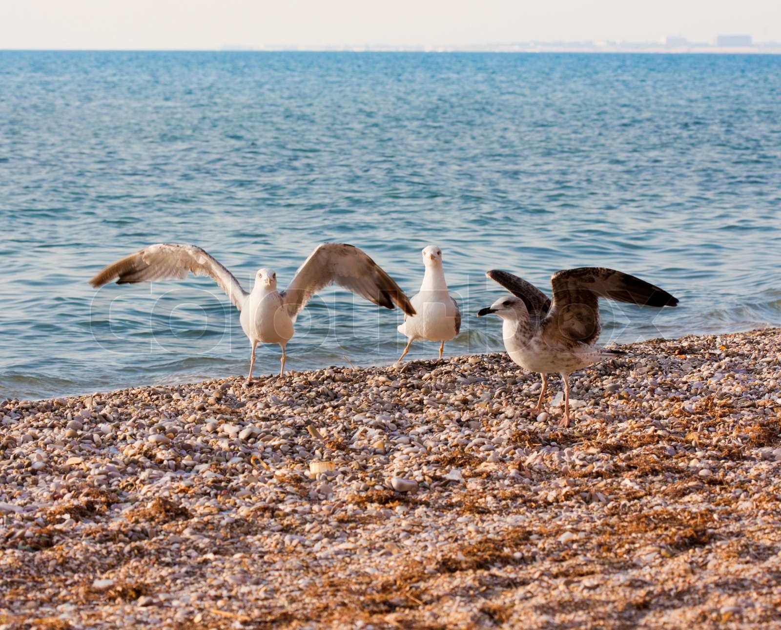 5 Places to Find Beach Decorative Seagulls