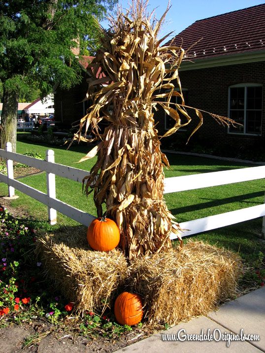 5 Best Places to Buy Corn Stalks Near You