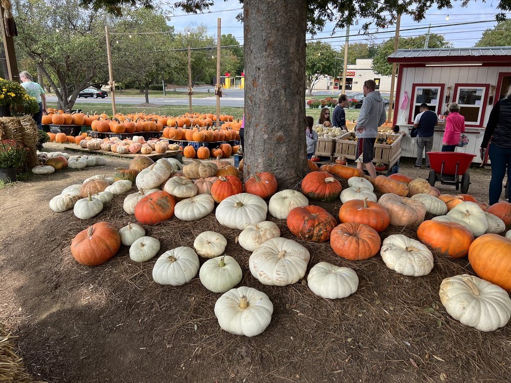 5 Places to Buy Decorated Pumpkins in Charlotte, NC