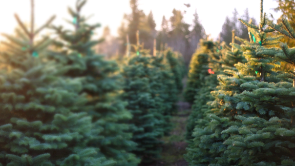 Where To Donate Artificial Christmas Tree