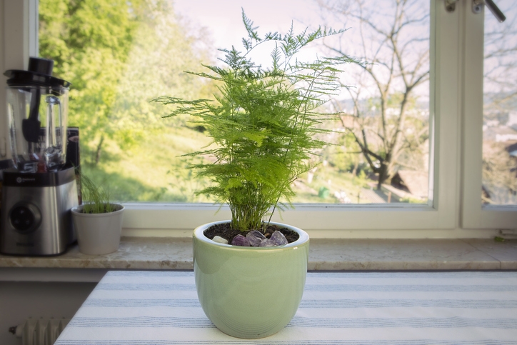 7 Places to Source Asparagus Ferns for Decor