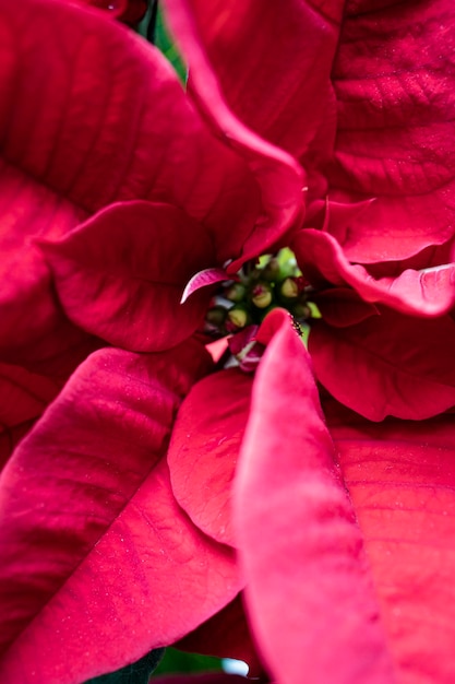 Christmas Flower Decorations in Paraguay: Traditional Choices