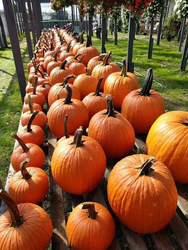 Why We Carve Pumpkins for Halloween: Tradition Explained