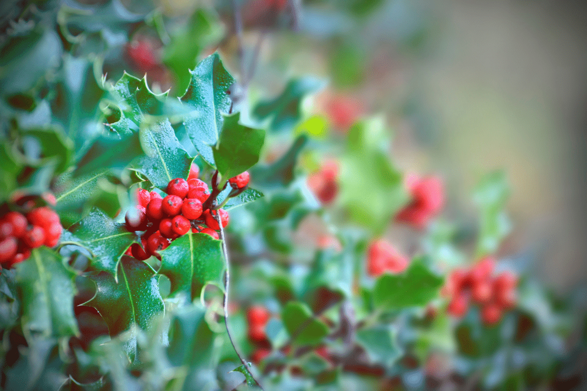 Why Holly and Poinsettias Deck Our Halls