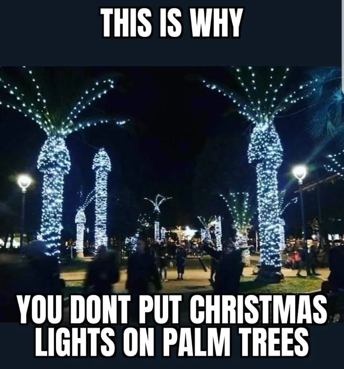 Why You Don T Decorate Palm Trees With Christmas Lights Psoriasisguru Com