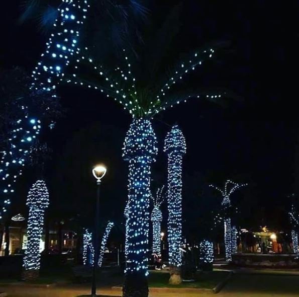 5 Reasons Not to Decorate Palm Trees for Christmas