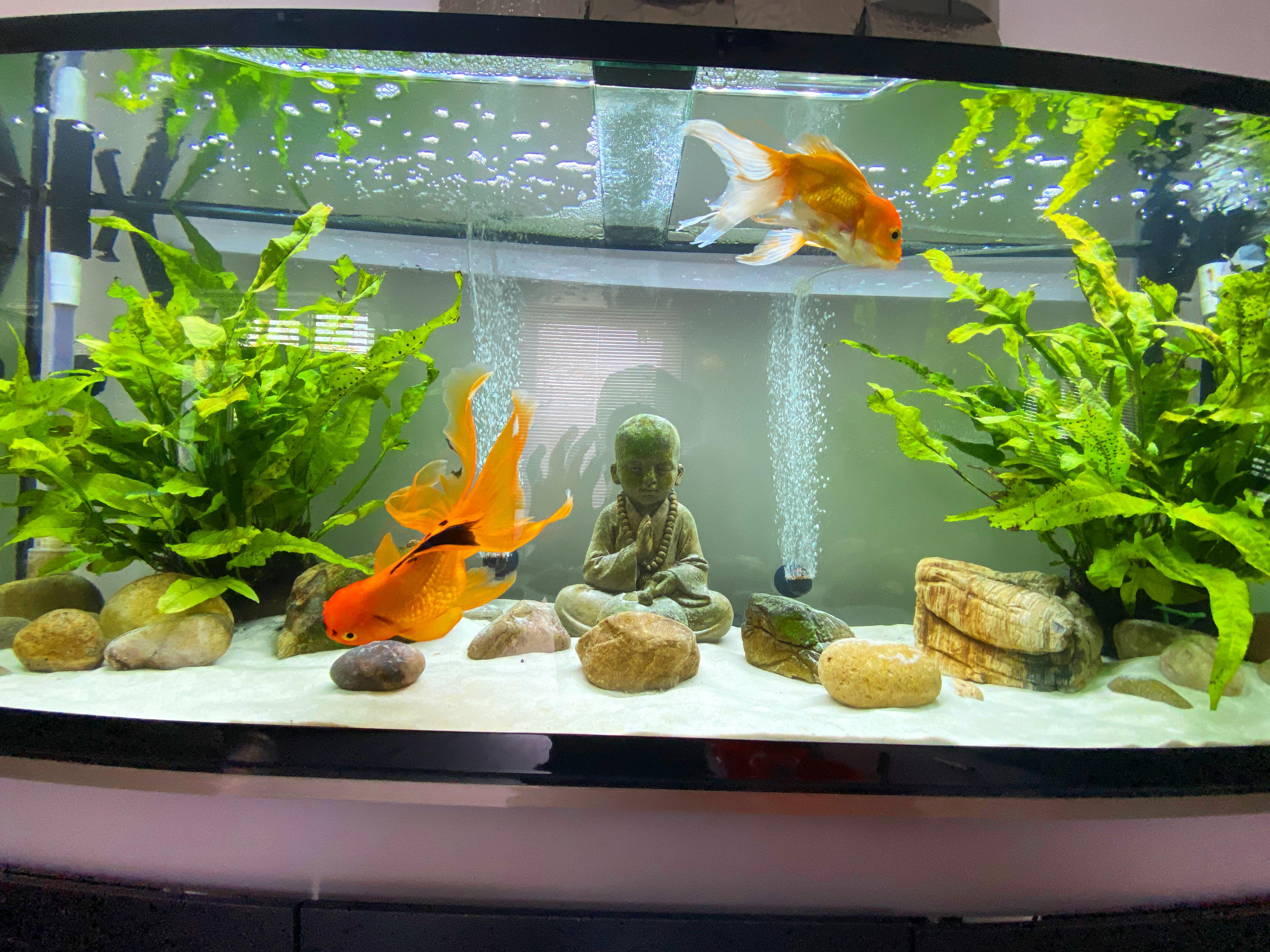 Tank Decor Influence on Goldfish Breeding Success